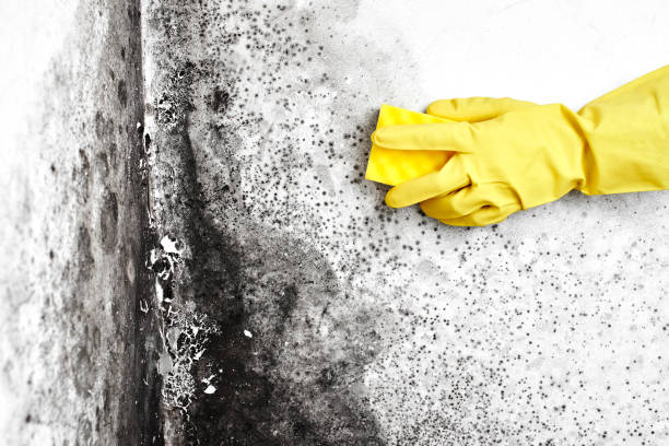 Professional Mold Removal in Mammoth Lakes, CA