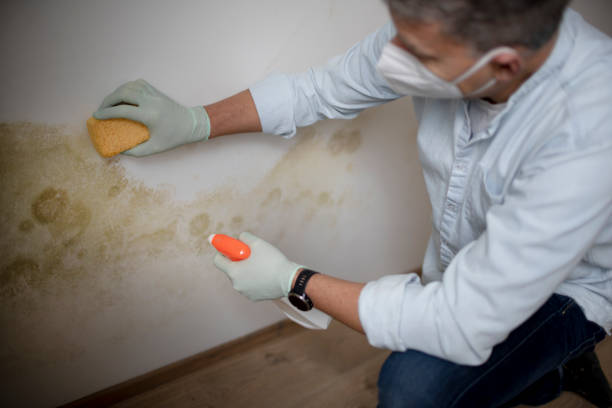 Best Mold Testing  in Mammoth Lakes, CA
