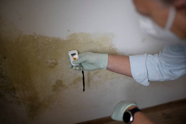 Best Mold Testing  in Mammoth Lakes, CA