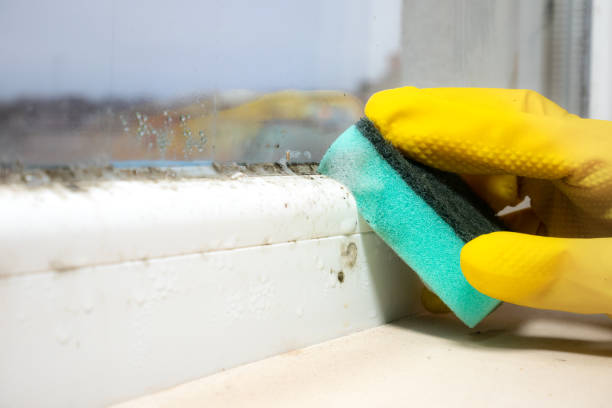 Best Mold Damage Repair  in Mammoth Lakes, CA