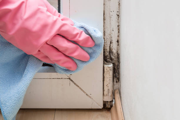 Best Mold Remediation  in Mammoth Lakes, CA