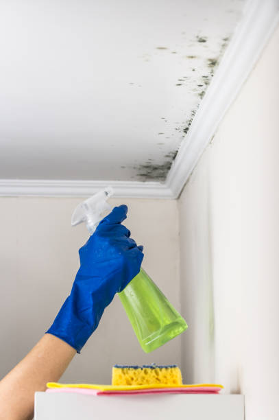 Best Mold Removal Specialists  in Mammoth Lakes, CA